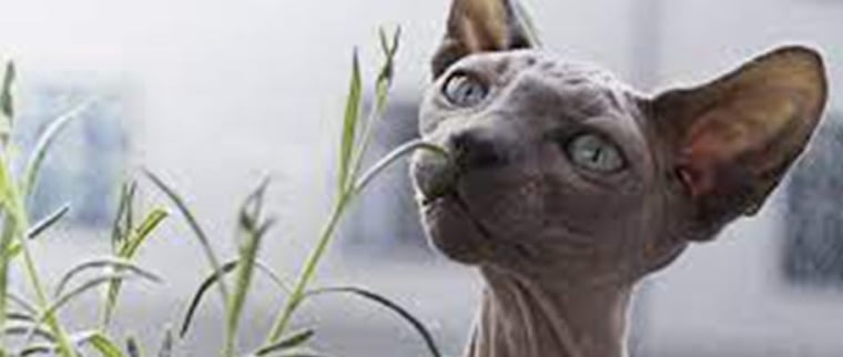 chat minskin